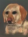 Pastels_labrador_dog.jpg