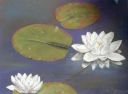 Water-lilies.jpg