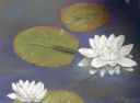 Wild_Water_Lily.jpg